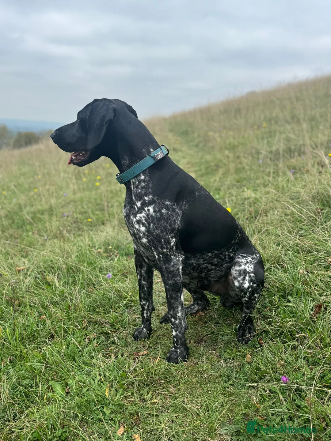 German Shorthaired Pointer dogs for stud: Milo 'Woodywine Rogueite' available for stud - Advert 5