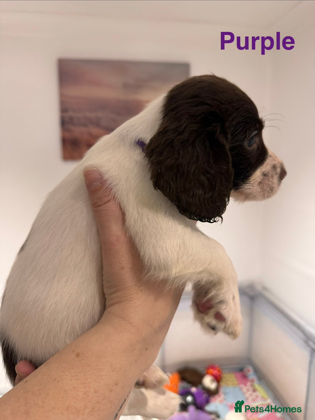 English Springer Spaniel dogs for sale: English Springer Spaniel Pups.  - Advert 9