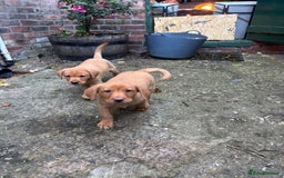 Labrador Retriever dogs for sale: Fox Red Labrador Puppies For Sale - Image 4