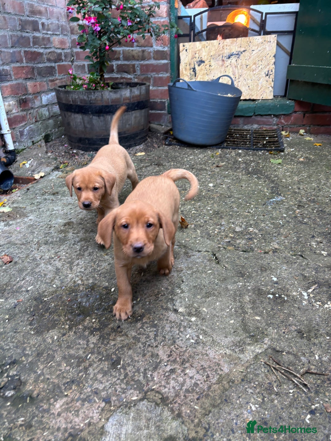 Labrador Retriever dogs for sale: Fox Red Labrador Puppies For Sale - Image 4