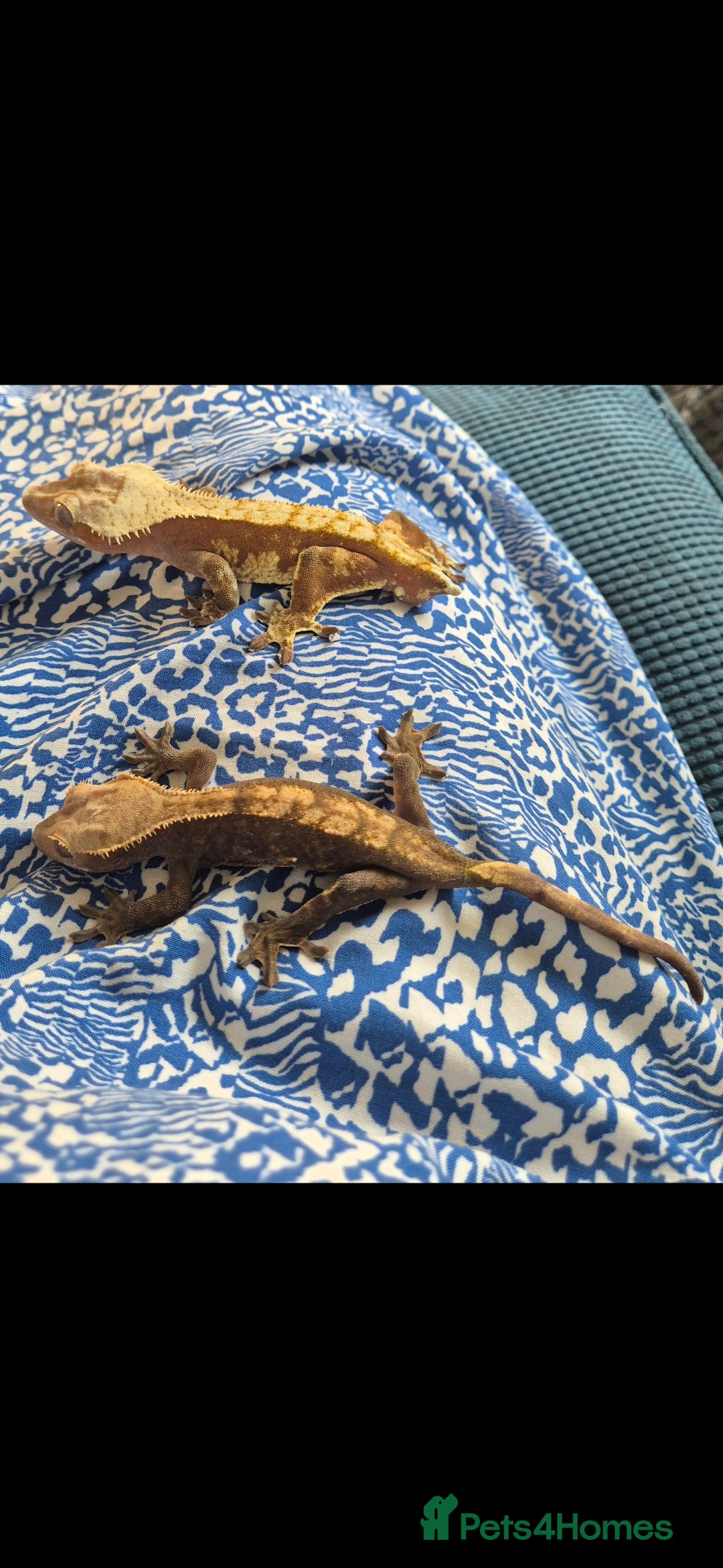 Gecko reptiles for sale: Male & Female crested gecko full set up - Advert 5