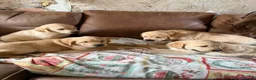 Goldador dogs for sale: F1 Goldador puppies - Advert 6