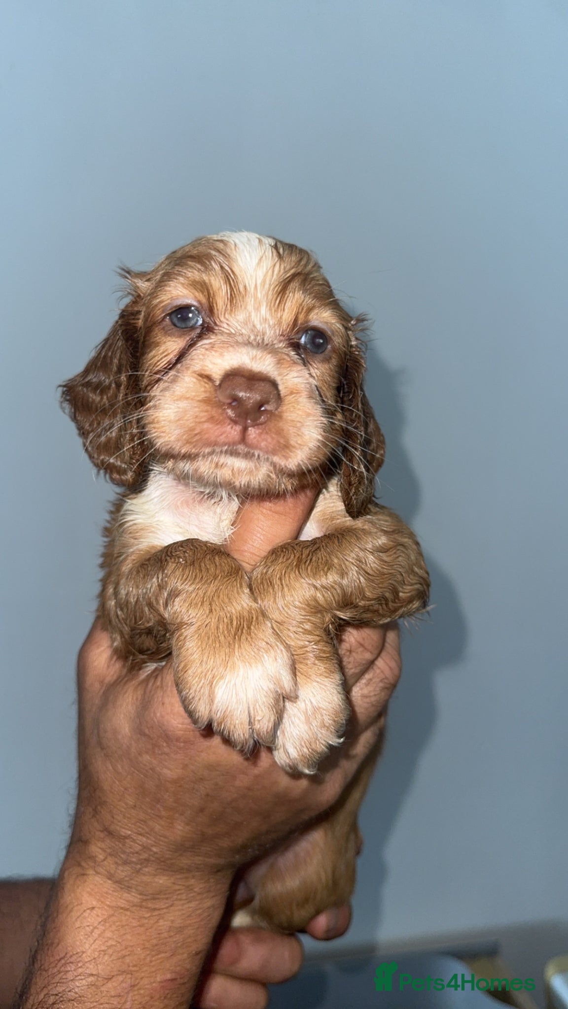 Cocker Spaniel dogs Full pedigree beautiful show cocker spaniels  - Advert 6