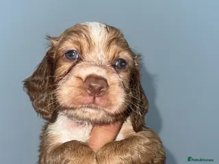 Cocker Spaniel dogs Full pedigree beautiful show cocker spaniels - Advert 6
