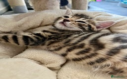 Bengal cats for sale: Bengal mix - Image 18