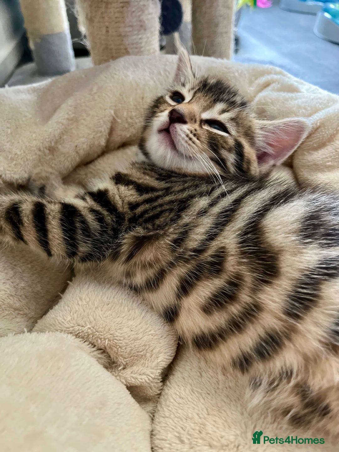 Bengal cats for sale: Bengal mix - Image 18