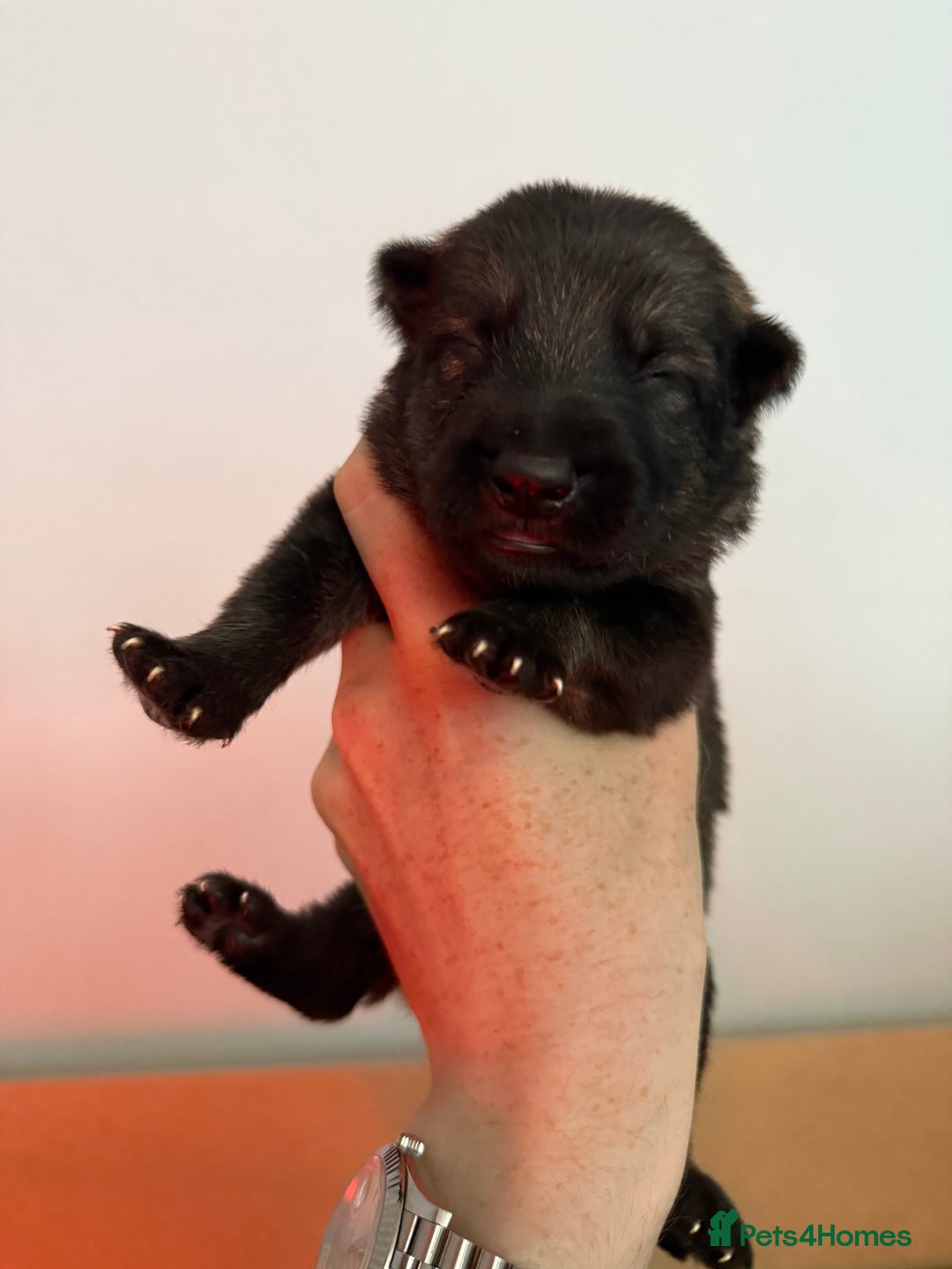 German Shepherd dogs for sale: Beautiful Working Line German Shepherd Puppies - Image 9
