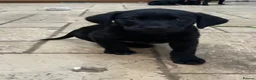 Labrador Retriever dogs for sale: Black working Labrador puppies in Leicester - Advert 2