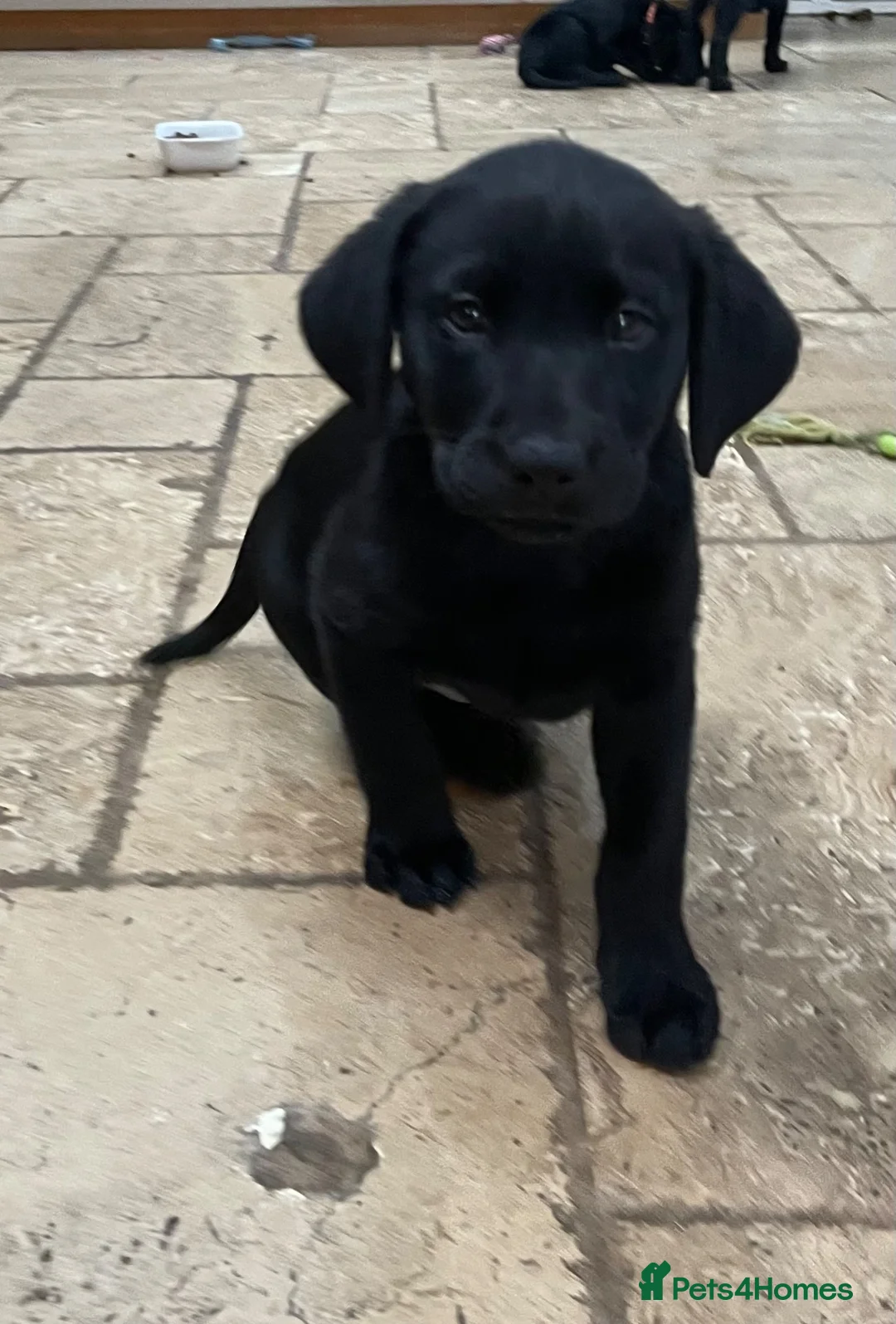 Labrador Retriever dogs for sale: Black working Labrador puppies in Leicester - Advert 2