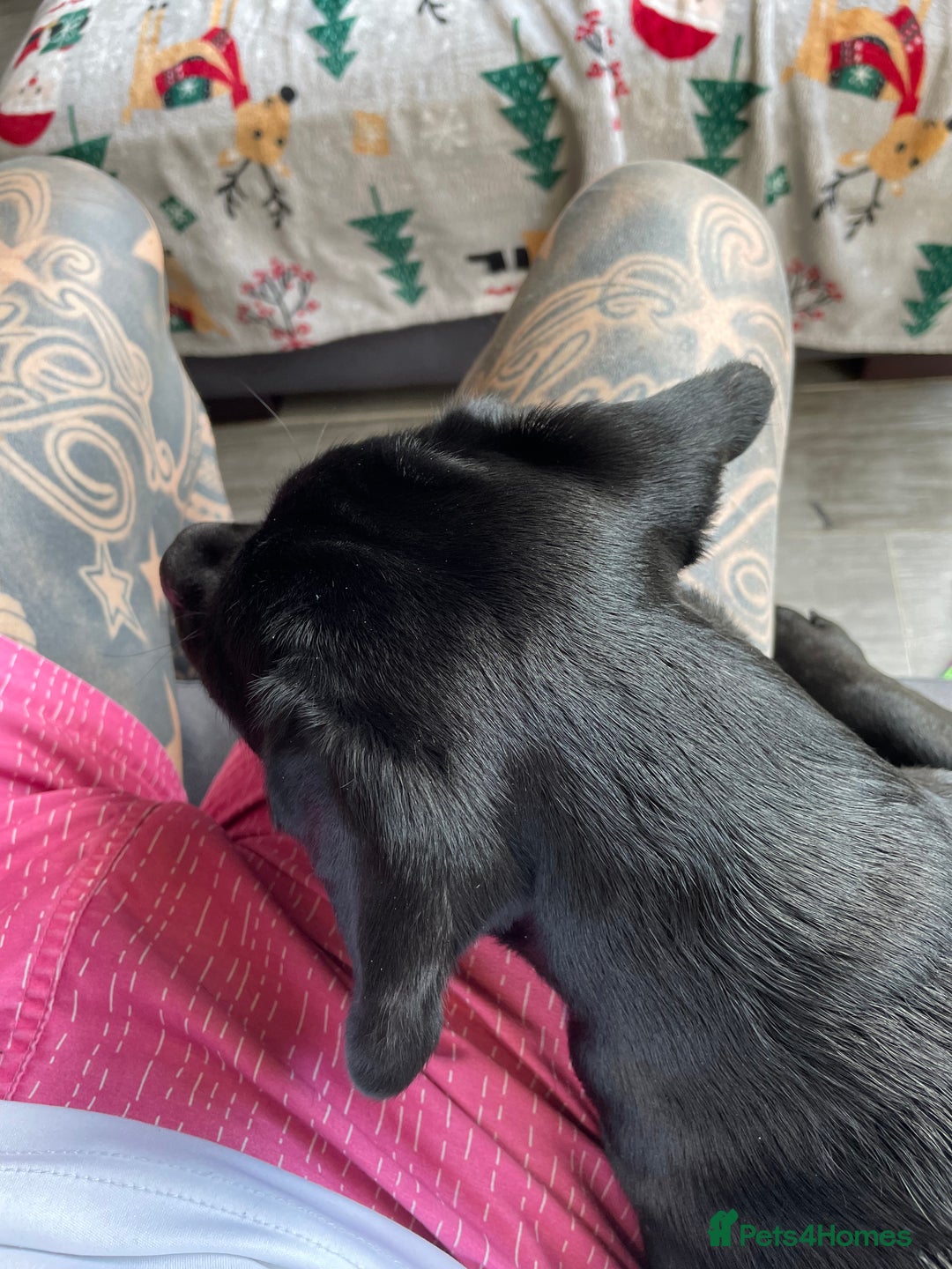 Mixed Breed dogs for sale: Ronnie and Reggie  - Advert 7