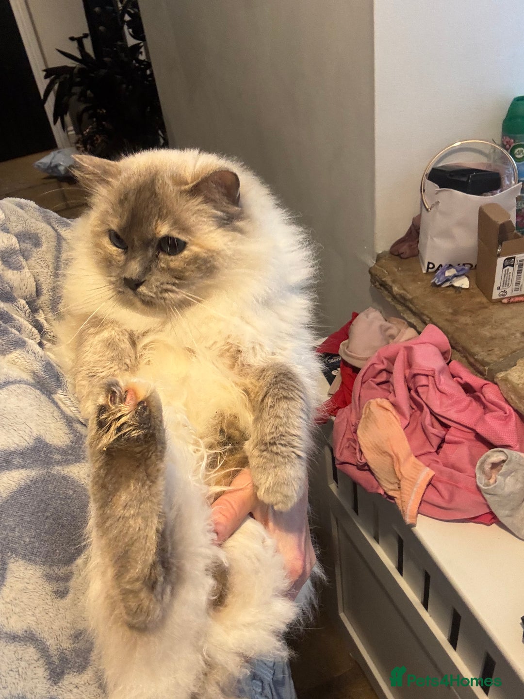 Ragdoll cats for sale: Bella GCCF Active & Luna  - Advert 10