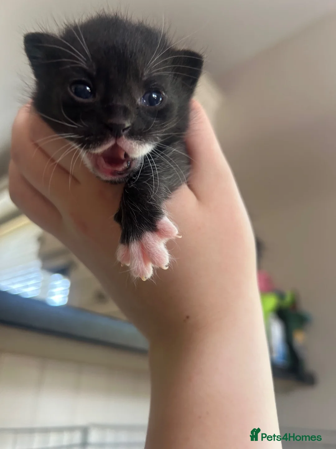Mixed Breed cats for sale: 4 wee kittens for sale in Newry - Advert 13