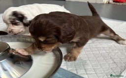 Cockapoo dogs for sale: 🌈 Outstanding rainbow Cockapoo Puppies 🐶 - Image 1