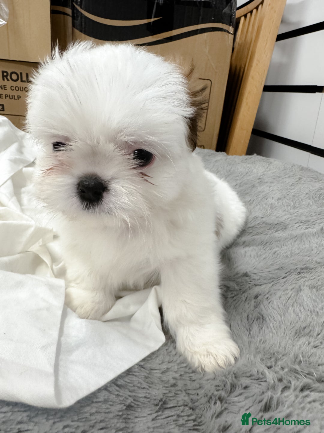 Mixed Breed dogs for sale: 🐶 Adorable Mixed-Breed Puppies Looking for Homes - Advert 7