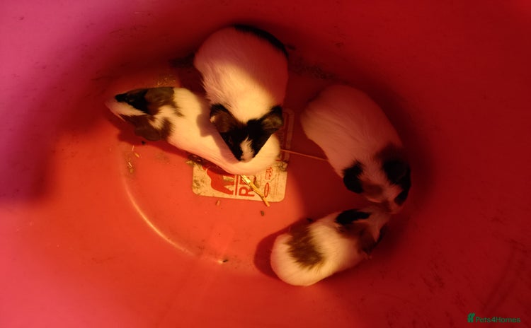 Guinea Pig rodents - Advert 12