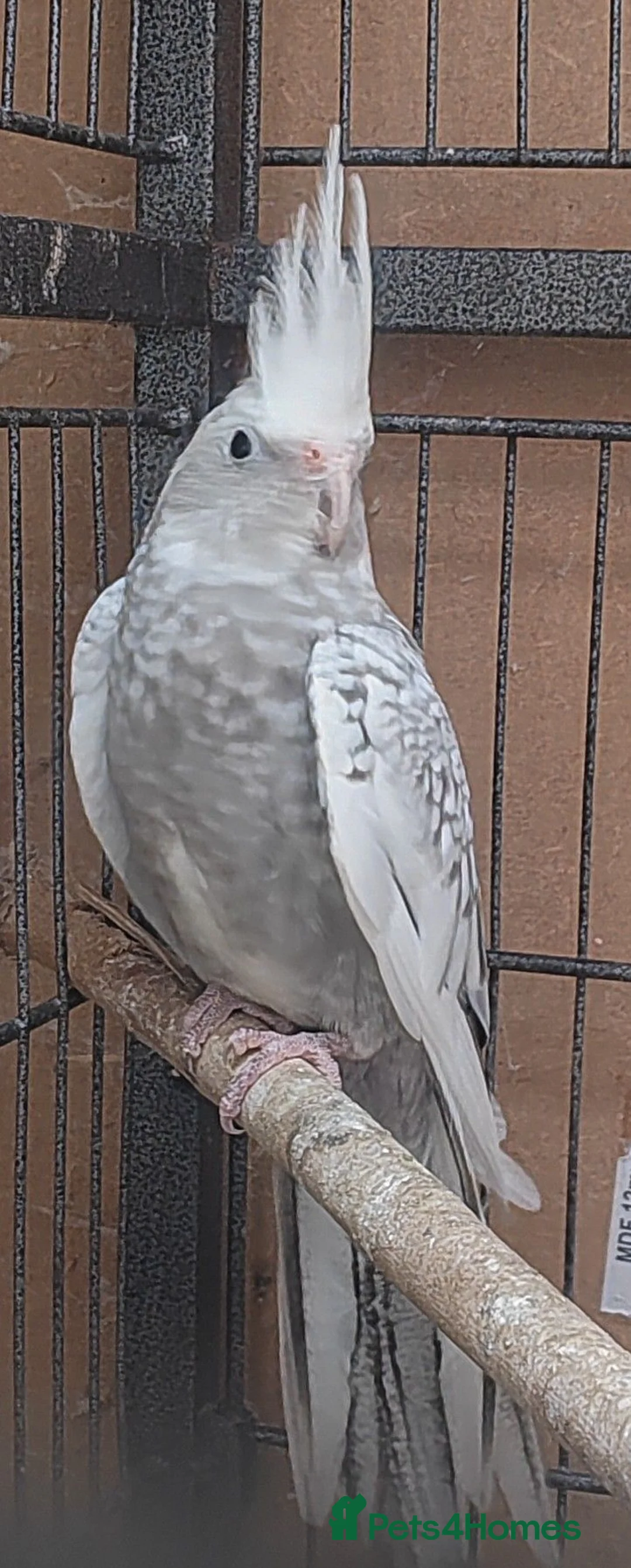 Cockatiels birds for sale: Beautiful Cockatiel Baby in Brixham - Advert 2