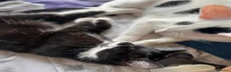 Mixed Breed cats for sale: Mittens - 9 months old female  in Sheffield - Advert 7