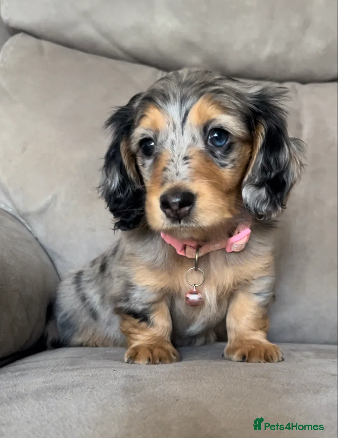 Miniature Dachshund dogs for stud: I/I E/E English Cream  in Newcastle upon Tyne - Advert 6