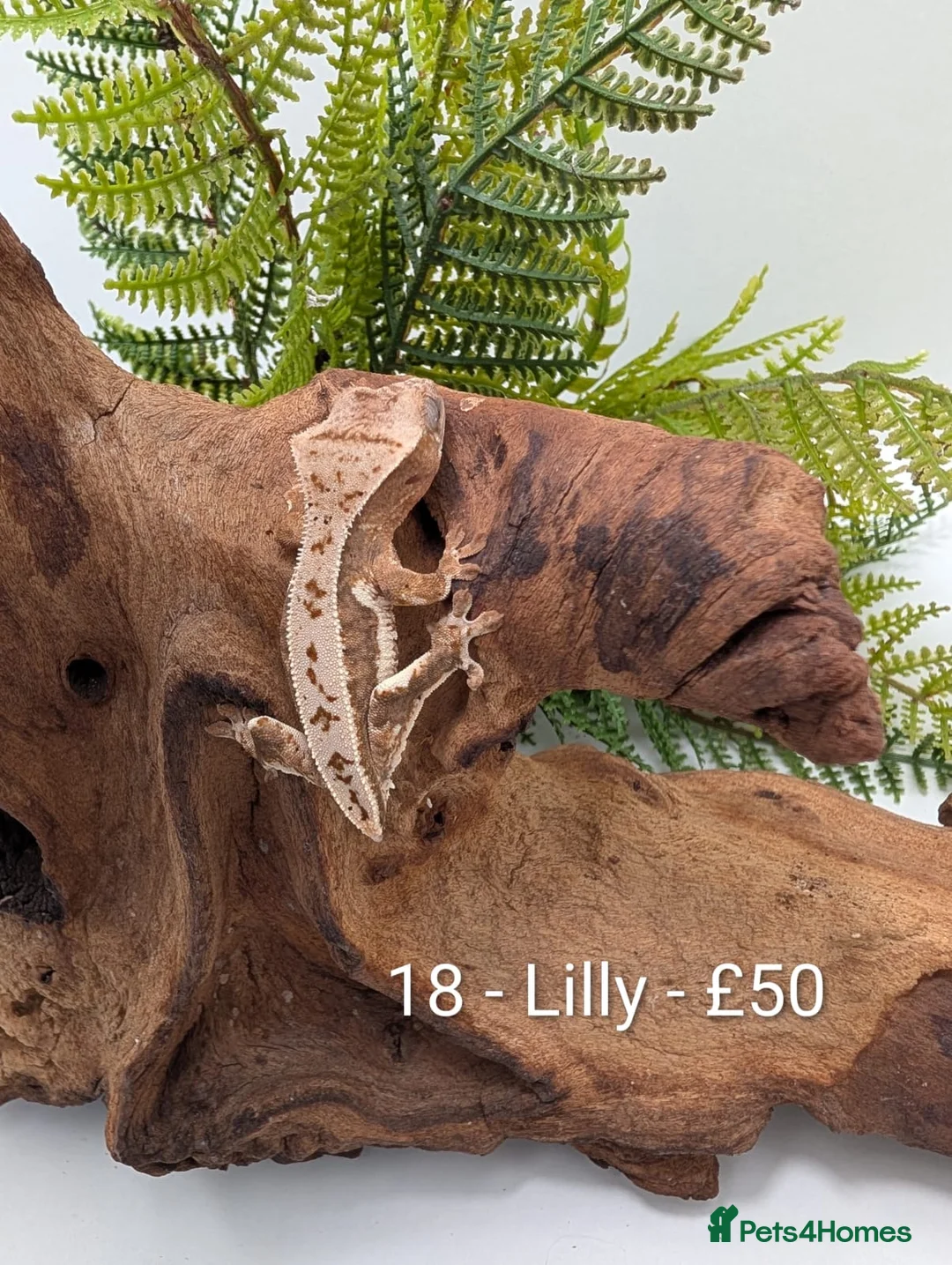 Gecko reptiles for sale: Beautiful Mix of Crested Geckos - Advert 16