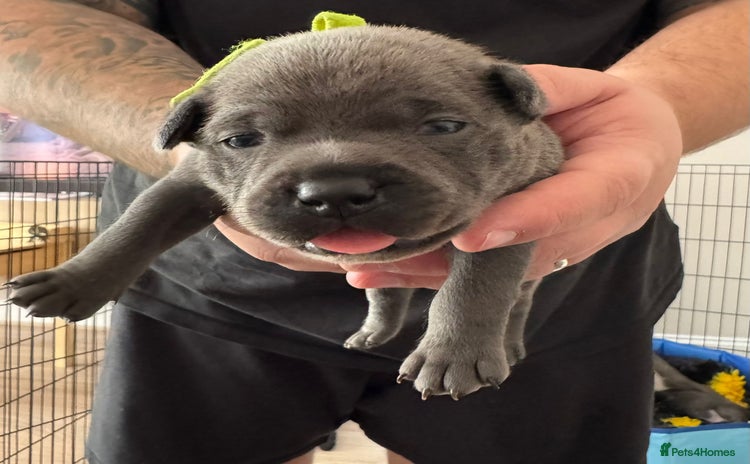 Staffordshire Bull Terrier dogs - Advert 1