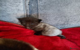 European cats for sale: two long hair kittens - Image 2