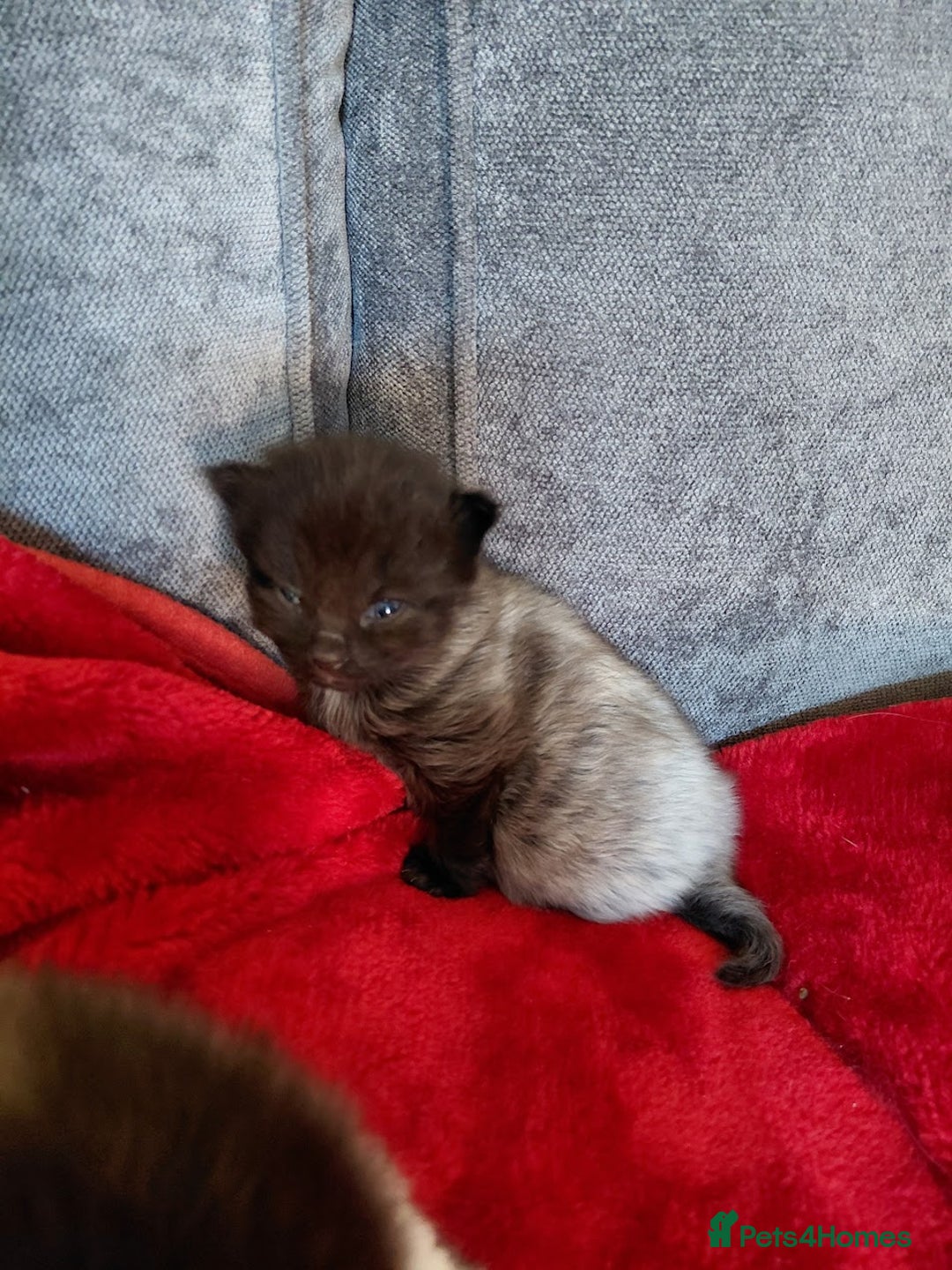 European cats for sale: two long hair kittens - Image 2