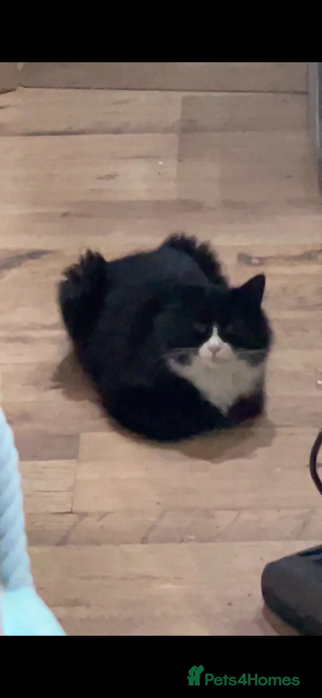 Norwegian Forest Cat cats for sale: Michu-Michu Handsome Boy - Advert 5