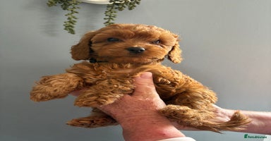 Cockapoo dogs - Advert 10