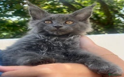 Maine Coon cats for sale: STUNNING MAINE COON SMOKE (tica activereg ) - Image 30