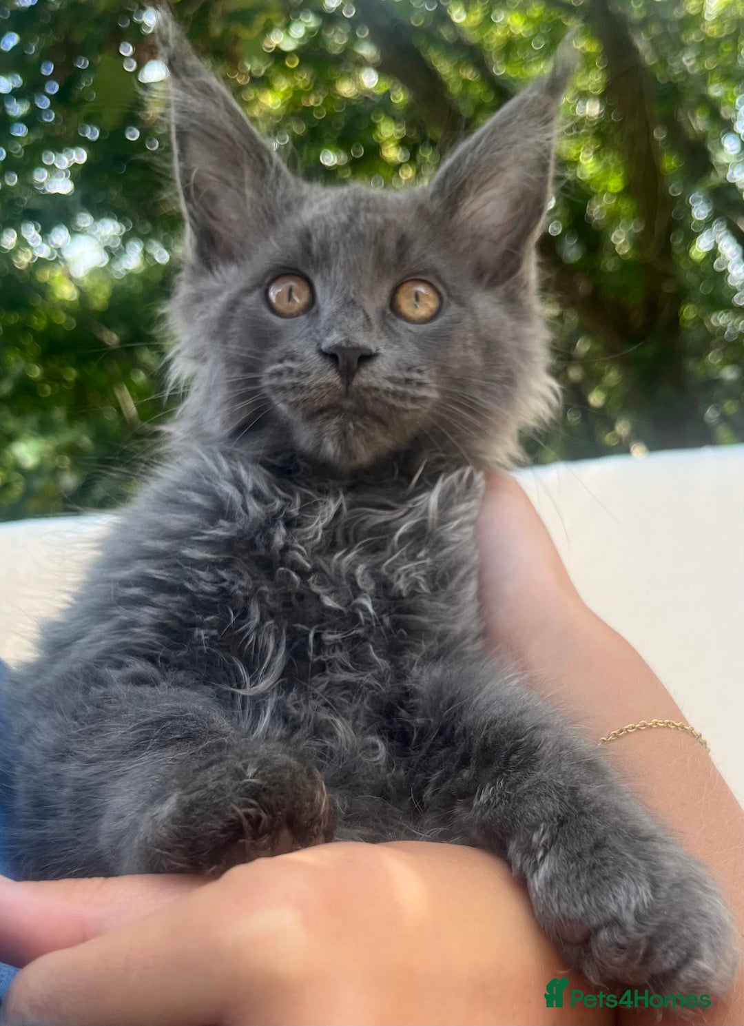Maine Coon cats for sale: STUNNING MAINE COON SMOKE (tica activereg ) - Image 30