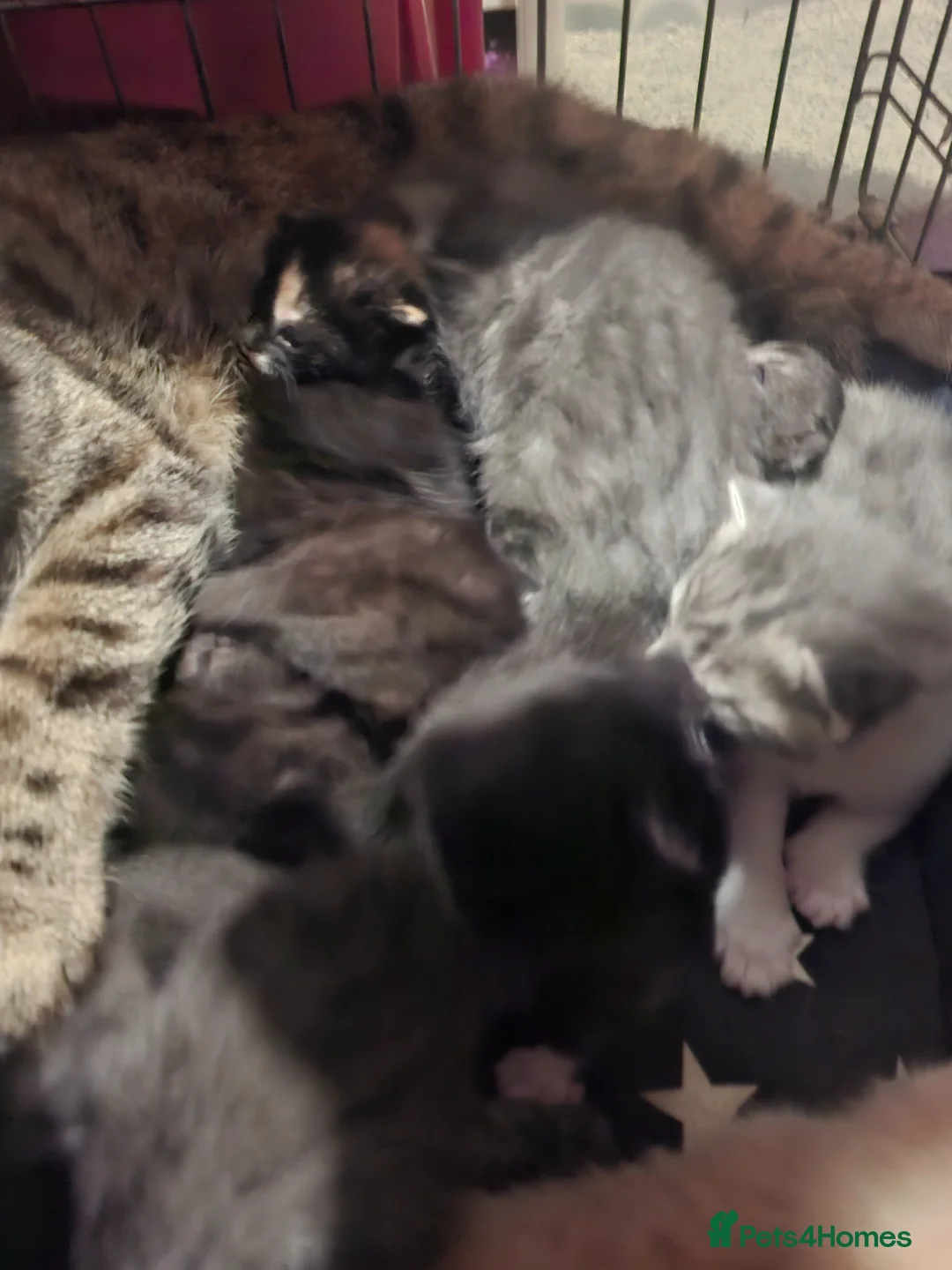 Mixed Breed cats for sale: 10 gorgeous kittens - Advert 2