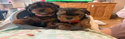 Yorkshire Terrier dogs for sale: Beautiful Yorkie pups ready to leave now  - Advert 16