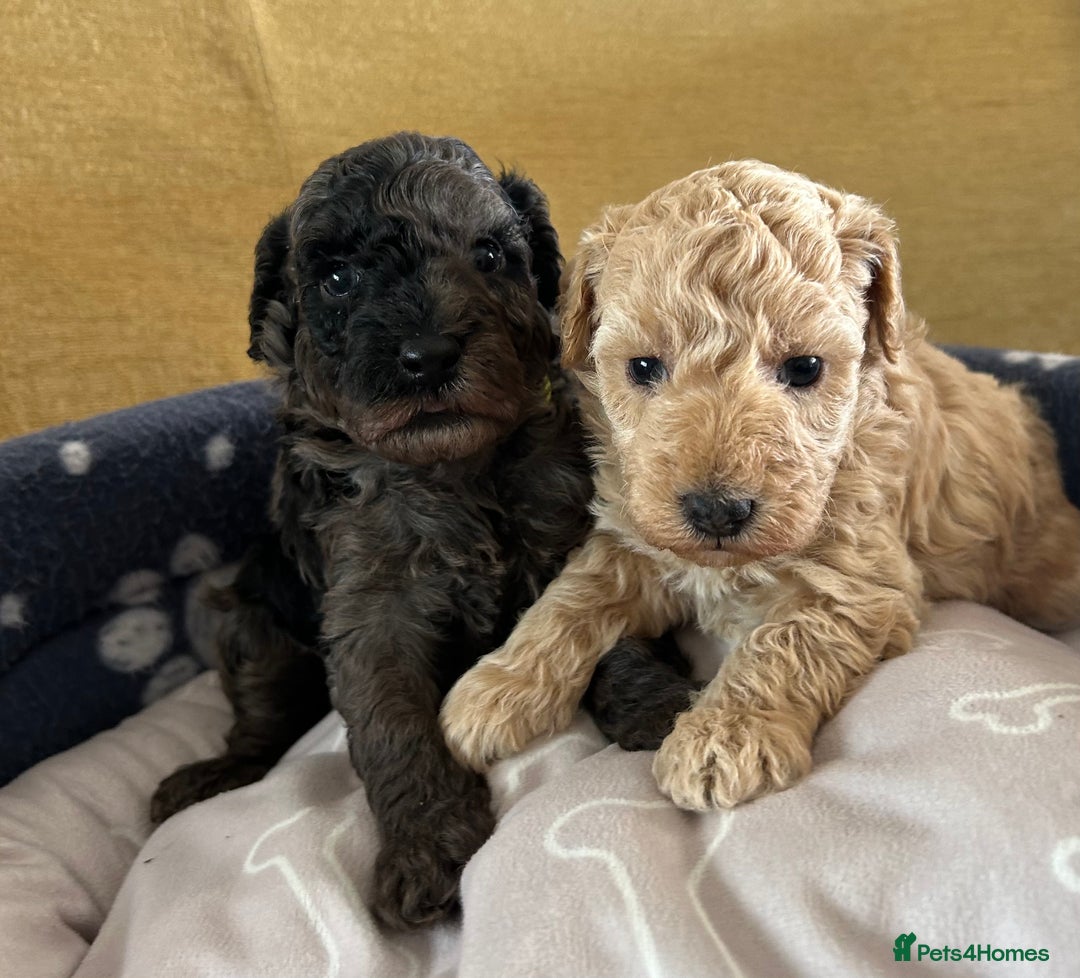 Miniature Poodle dogs for sale: Miniature Poodle Puppies  - Image 17