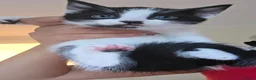 Mixed Breed cats for sale: Adorable kittens ready for their home - Advert 6