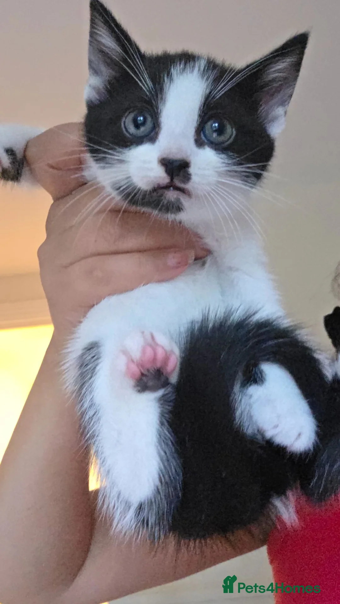 Mixed Breed cats for sale: Adorable kittens ready for their home - Advert 6