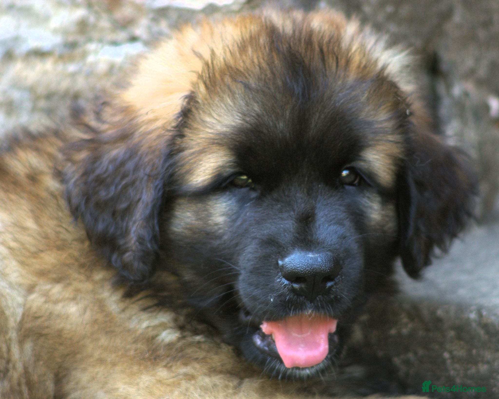 Leonberger dogs Leonberger Puppies - Advert 1