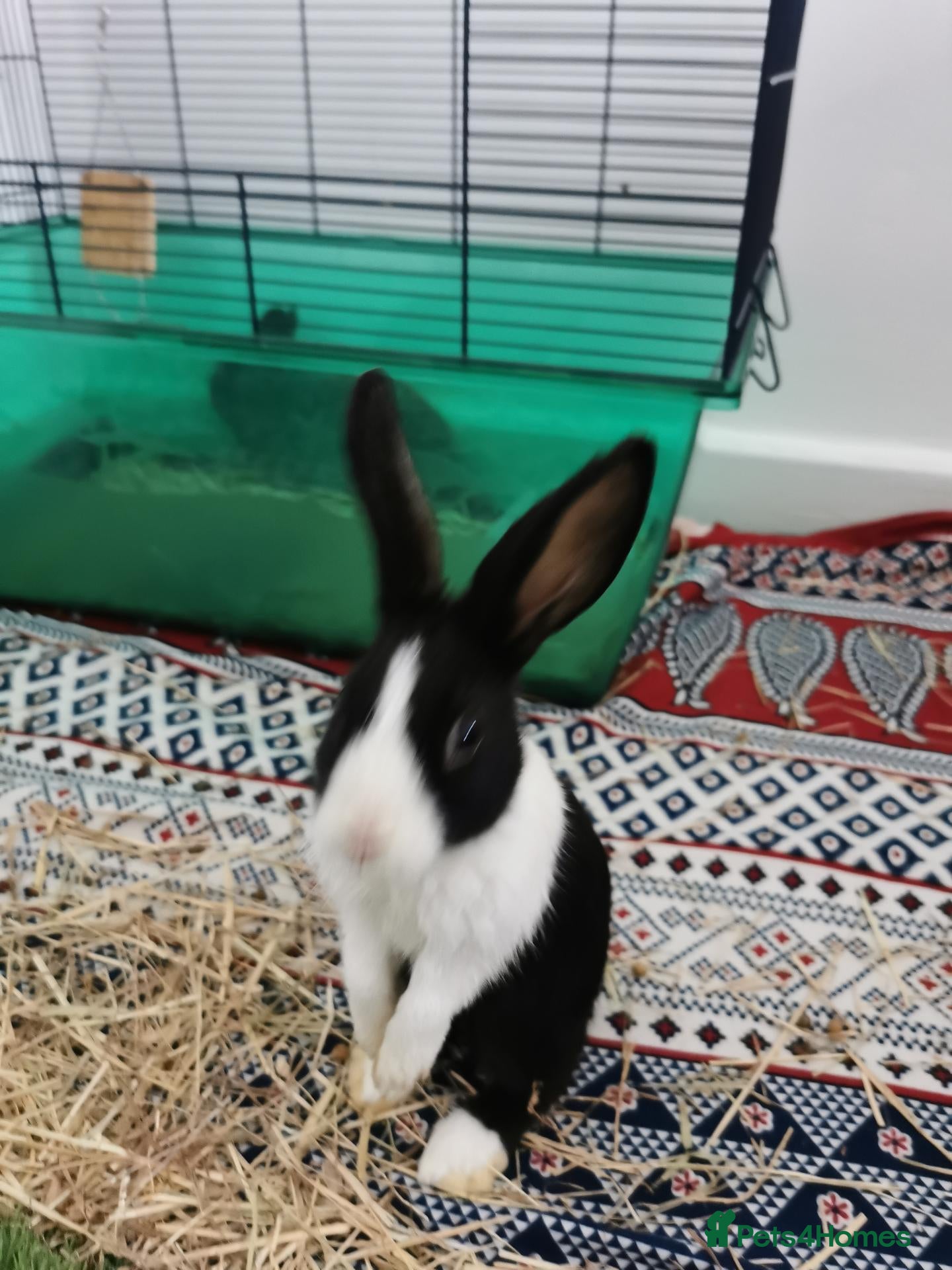 Dutch rabbits Black and white Dutch doe 9 weeks old - Advert 15