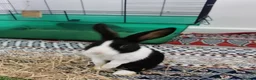 Dutch rabbits for sale: Black and white Dutch doe 9 weeks old in Burnley - Advert 1