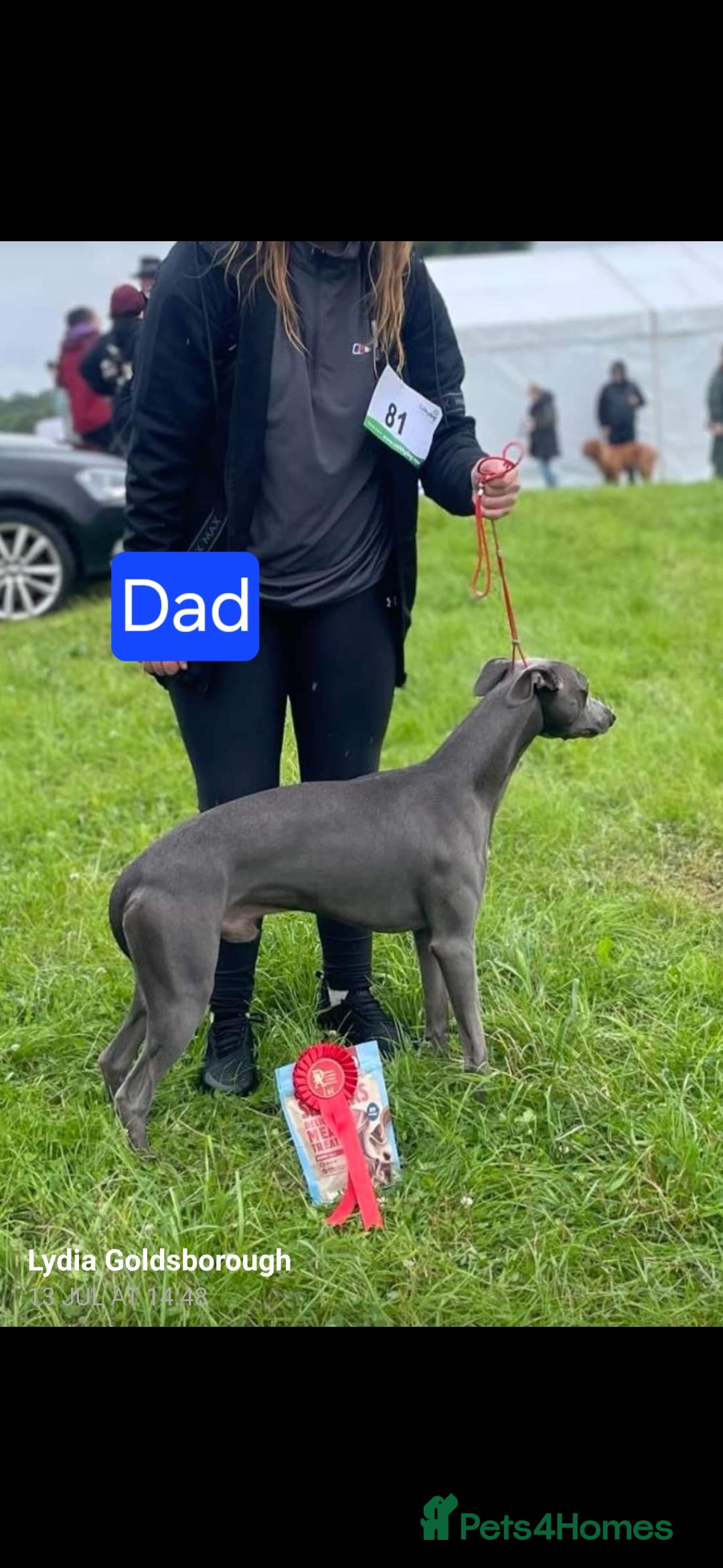 Whippet dogs for sale: KC Reg Whippet Puppies for sale  - Advert 21