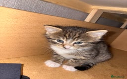 Siberian cats for sale: 🩷 Siberian x British shorthair kittens 🐱  - Image 3