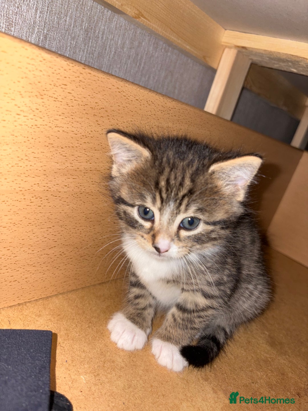 Siberian cats for sale: 🩷 Siberian x British shorthair kittens 🐱  - Image 3