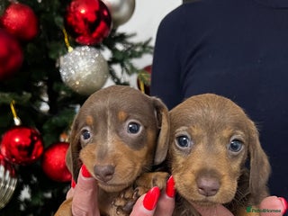 Miniature Dachshund dogs miniature dachshund - Advert 3