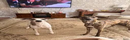 Whippet dogs for stud: Whippet For Stud in Darlington - Advert 3