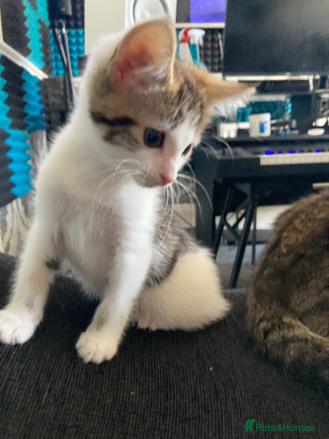 European cats for sale: 4 Cute & Cuddly Kittens Ready For Forever Home - Image 4