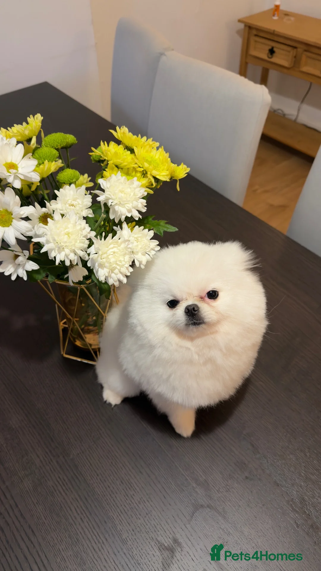 Pomeranian dogs for stud: Small white Pomeranian ( stud)  - Advert 3