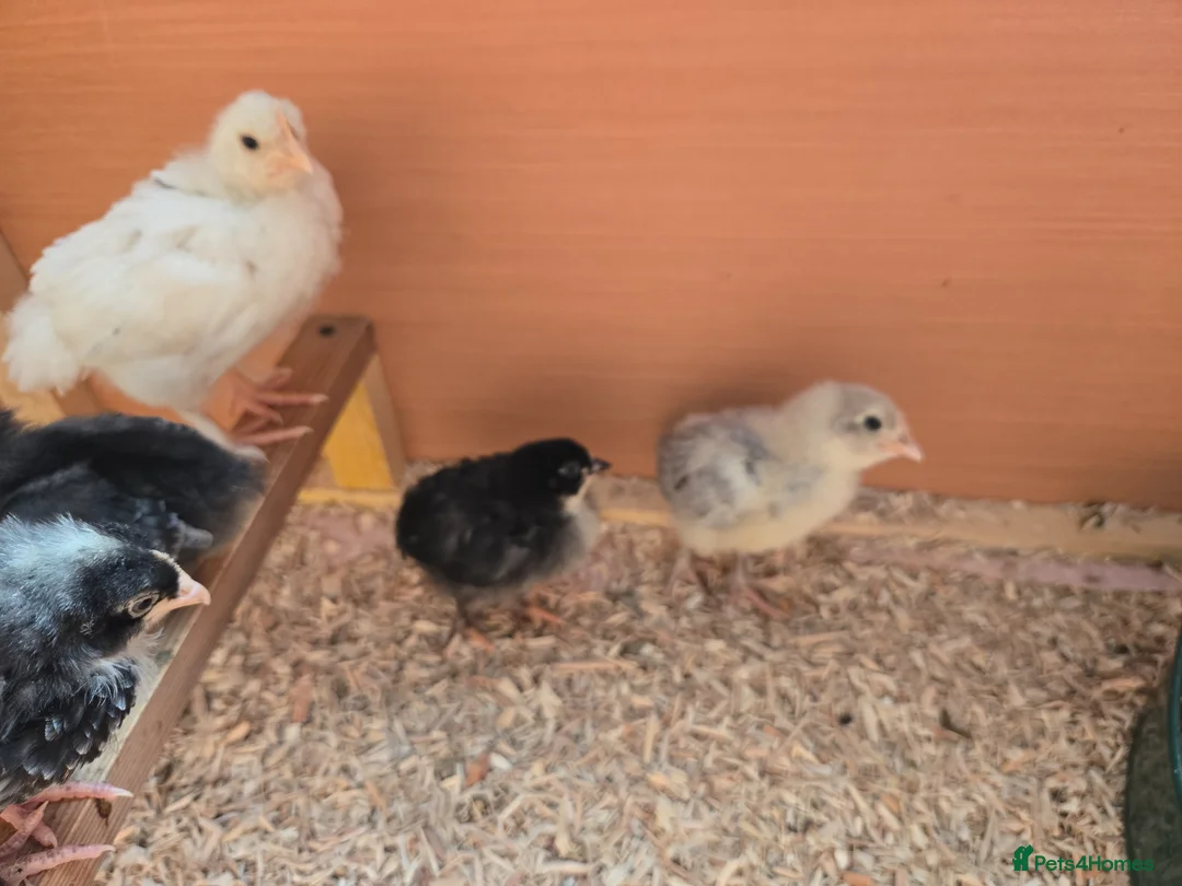 Chickens poultry for sale: Chicks available  in Hull - Advert 4