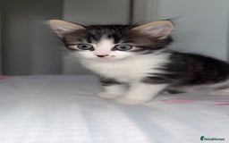 Domestic Shorthair cats for sale: For sale  - Image 1