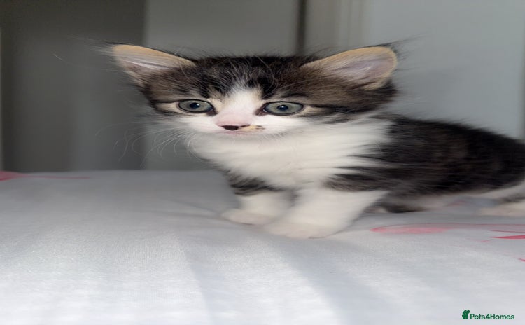 Domestic Shorthair cats - Advert 2