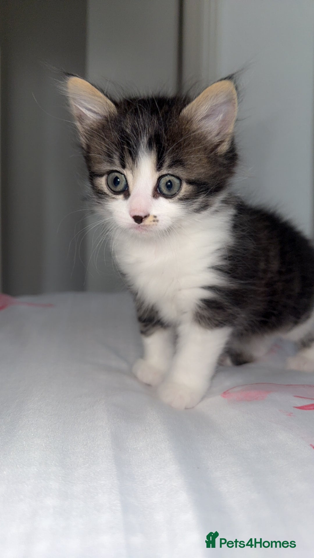 Domestic Shorthair cats for sale: For sale  - Image 1