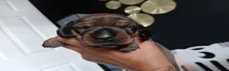 Miniature Dachshund dogs for sale: MINI DACHSHUND PUPS. PRA CLEAR.  - Advert 19